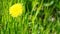 The medicinal dandelion grows in the grass