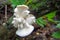 Medicinal, edible mushroom Hericium erinaceus, close up. Mushroom growing on a tree