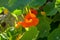 Medicinal edible ornamental plant garden orange nasturtium in blossom