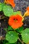 Medicinal edible ornamental plant garden orange nasturtium in blossom