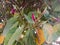 medicinal flower bud of Bauhinia racemosa or Bidi Leaf flower