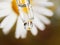 Medicinal flower-white chamomile is reflected in the drop of oil