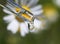 Medicinal flower-white chamomile is reflected in the drop of oil