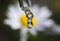 Medicinal flower-white chamomile is reflected in the drop of oil