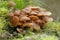 Medicinal fungus - Kuehneromyces mutabilis