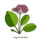 Medicinal and garden plant bergenia