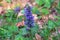 Medicinal healthy herb. Wild Agastache in summer green meadow. Green leaves in forest. Purple blooming nature background.