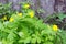 Medicinal herb celandine Chelidonium blooms with yellow flowers against the background of a wooden fence in the summer