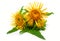 Medicinal herb elecampane Inula on white