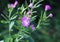 Medicinal herb Epilobium parviflorum, commonly known as the hoary willowherb or smallflower hairy willowherb.Extracts of