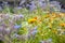 Medicinal herb garden in old English style with old varieties and mixed borders