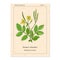 Medicinal herb greater celandine, old book page