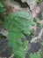 Medicinal herb, lamtoro gung Leaf and tree or leucaena leucocephala, glabrata or giant leucanea, petai cina