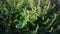 Medicinal herb - Mentha spicata, mint