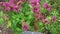 Medicinal herb. Monarda didyma Scarlet beebalm blooming in the garden