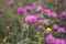 Medicinal herb red clover growing in nature