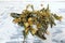 medicinal herb  sagan daila for healing tea , selective focus  ,