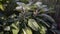 Medicinal herb - Salvia officinalis, sage