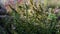 Medicinal herb - Satureja hortensis, Savory