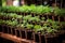 medicinal herb seedlings growing in pots