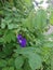 Medicinal herb, telang, teleng flower or clitoria ternatea