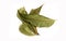 Medicinal herbal Neem leaf