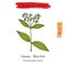 Medicinal herbs of China. Chinese cinnamon Cinnamomum cassia
