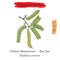 Medicinal herbs of China. Chinese honeylocust Gleditsia sinensis