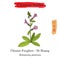 Medicinal herbs of China. Foxglove Rehmannia glutinosa