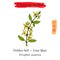 Medicinal herbs of China. Golden bell Forsythia suspensa .