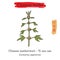 Medicinal herbs of China. Motherwort Leonurus cardiaca