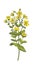 Medicinal herbs and flowers hypericum
