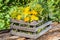 Medicinal herbs, medicinal plants in wooden box