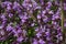 Medicinal herbs: purple flowers of thyme grass under the rays of the sun