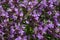 Medicinal herbs: purple flowers of thyme grass under the rays of the sun