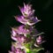 Medicinal herbs: Sage shrub with green leaves and purple flowers grows in the garden next to the cherry tree