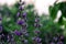 Medicinal herbs: Sage shrub with green leaves and purple flowers grows in the garden next to the cherry tree