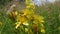 Medicinal herbs, St. John`s wort in nature