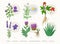 Medicinal herbs and their flowers, plants icons collection, flat illustrations isolated on white background. Alfalfa
