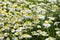 Medicinal herbs: White field daisy with green leaves grows in the open air