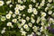 Medicinal herbs: White field daisy with green leaves grows in the open air