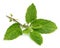 Medicinal holy basil or tulsi leaves