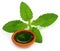 Medicinal holy basil or tulsi leaves with extract