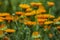 Medicinal marigold flowers growing in a clearing in nature