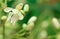 Medicinal moringa flower in nature