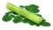 Medicinal moringa with green leaves