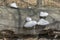 Medicinal Mushrooms Fomitopsidaceae On The Dead Tree Trunk.