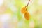 Medicinal neem fruits with twigs over white