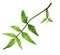 Medicinal neem leaf