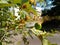 Medicinal parijat tree or Nyctanthes arbor-tristis fruit